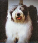 Mooseport dog - another shaggy dog breed